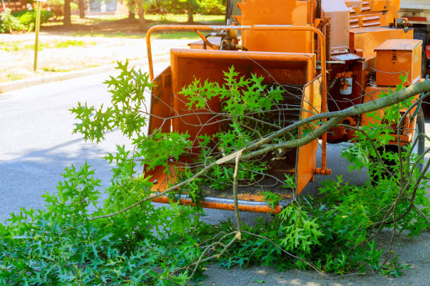 How Our Tree Care Process Works  in  Mount Vernon, GA